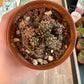 Gymnocalycium mihanovichii 'T-Rex' (3.5") [ID #37538096812]