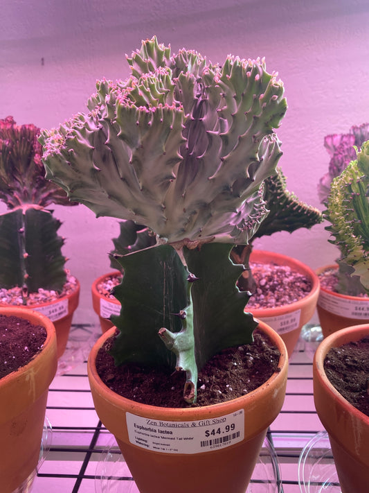 Euphorbia lactea 'Mermaid Tail White' (#639817818)