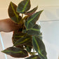 Begonia Cv. 'listada' (#927193116)