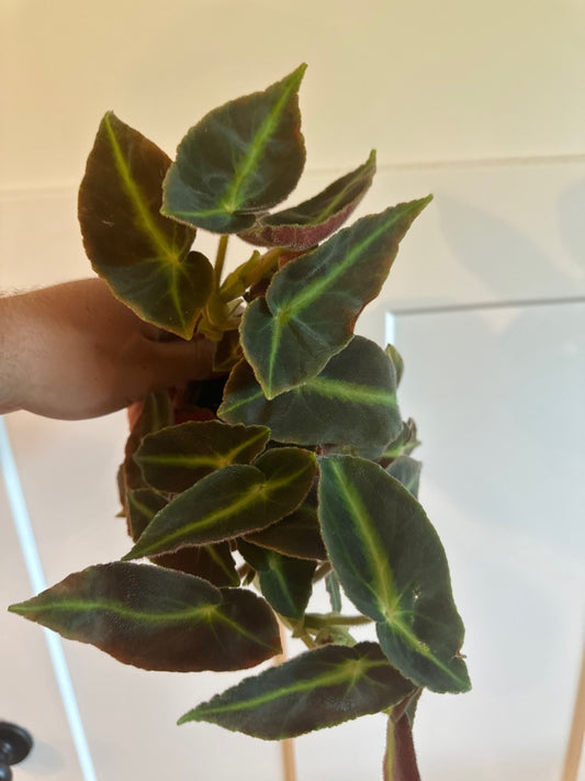 Begonia Cv. 'listada' (#927193116)