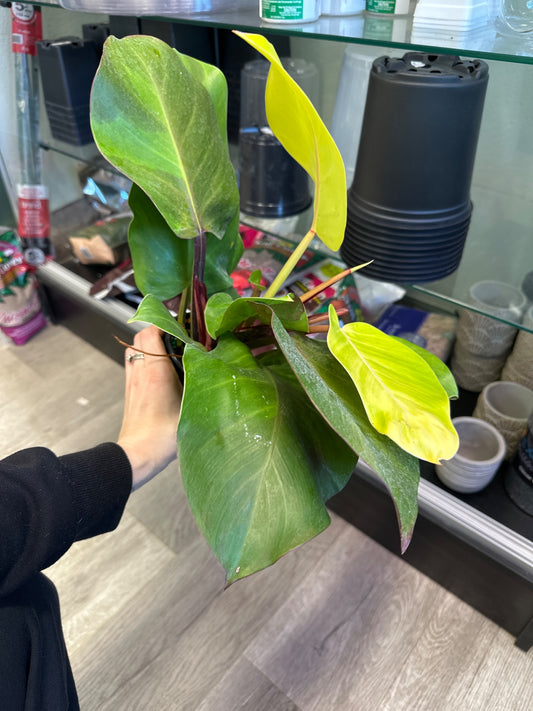 Philodendron cv. 'Yellow Flame' (#841391686)