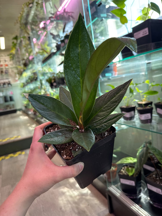 Anthurium Red flag (#560108160)