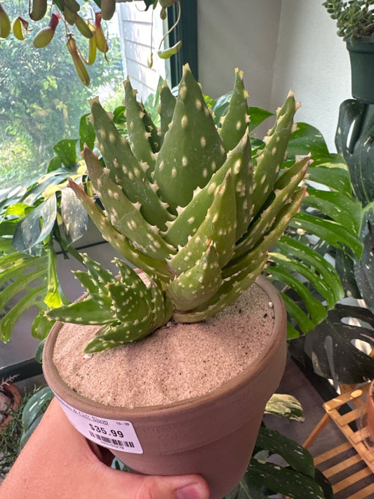 Aloe nobilis 'Variegated' (#683153270)