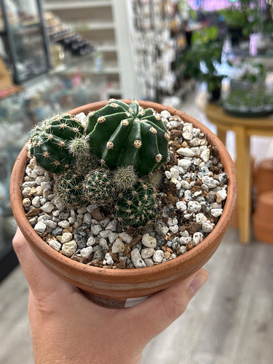 Echinopsis eyries (5" Clay Pot) [ID #45462939]