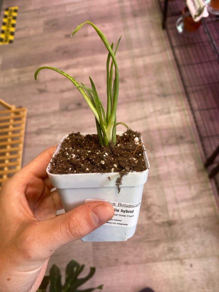 Aloe Humilis hybrid 'Solar Flare' (#888733285)