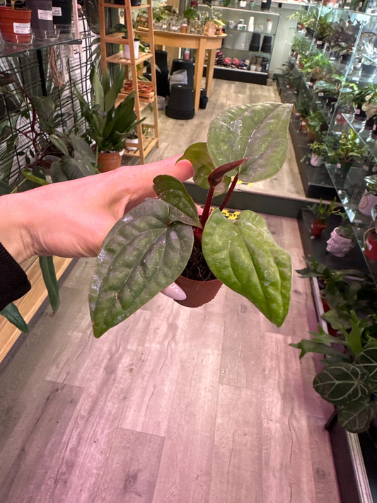Anthurium luxurians X radicans  (#141511540)