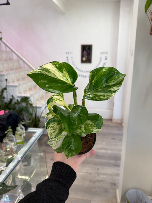 Epipremnum Aureum 'Manjula' (#396852221)