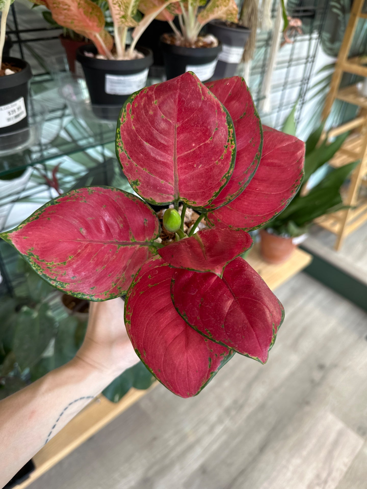 Aglaonema cv. 'Super Red' (#411423644)