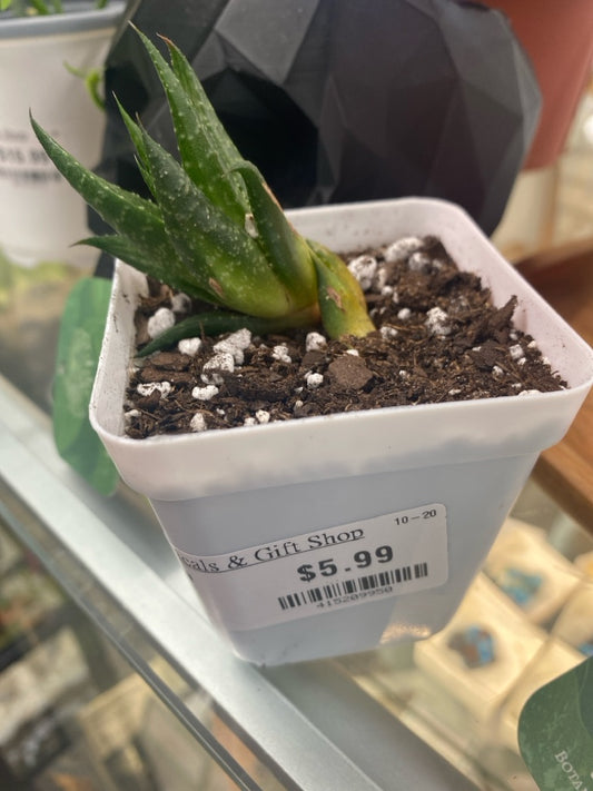 Haworthia limifolia (#415209950)