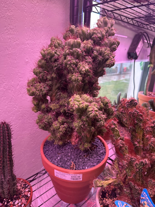 Cereus monstrose 'Eustace Sr' (#809962218)