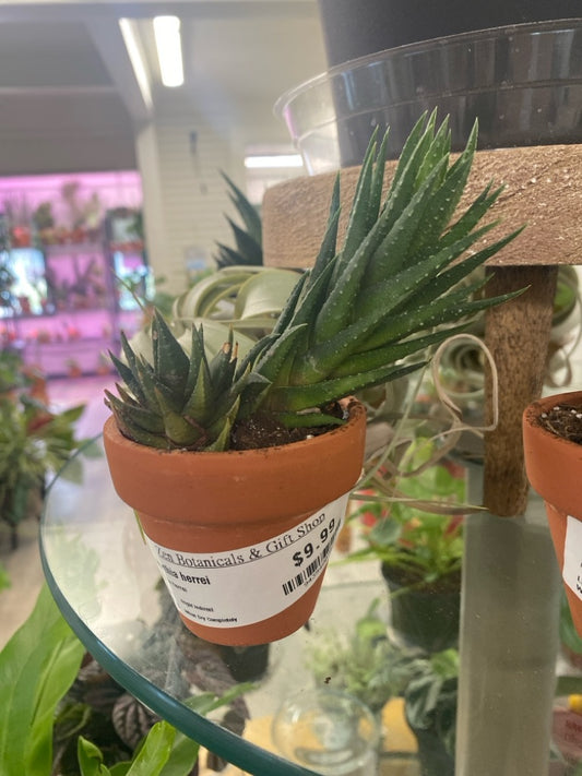 Haworthia herrei (#943548074)