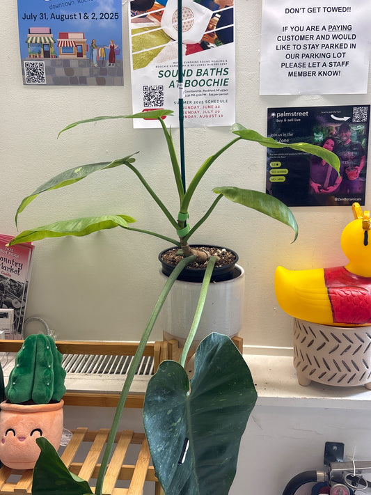 Philodendron Jose Bueno (#551944276)