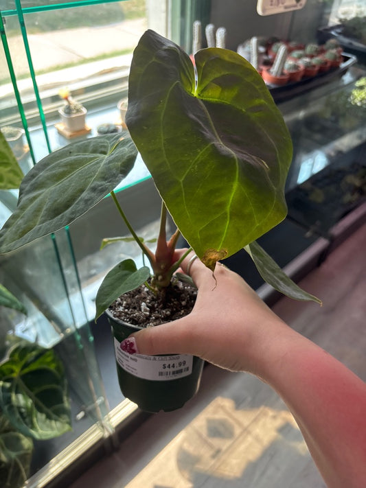 Anthurium noID (#117170777)
