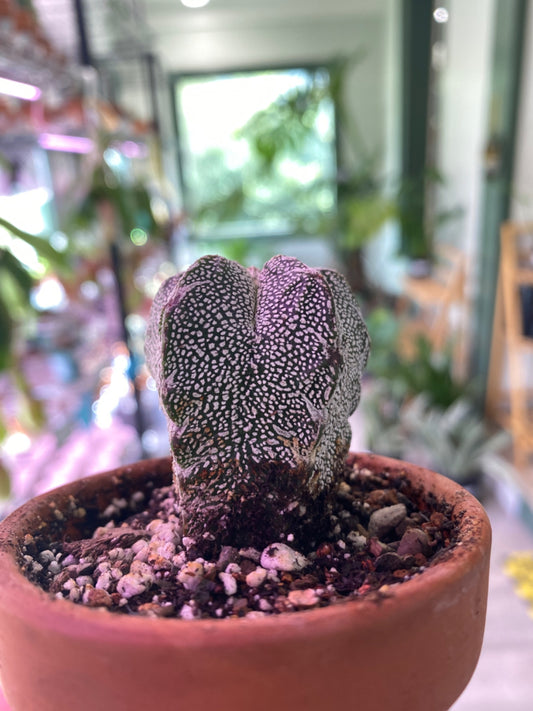 Astrophytum myriostigma 'Onzuka' (2.75") [ID #34986898]