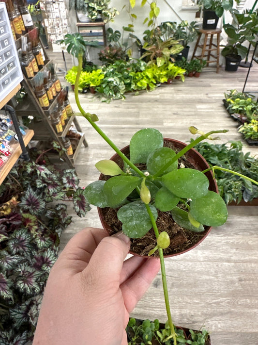 Dischidia cv. 'Imbricata' (#729206099)