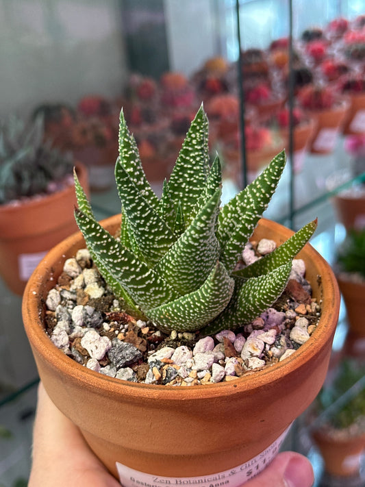 Gasteria Okavango Anna (4" Clay Pot) [ID #24091325]