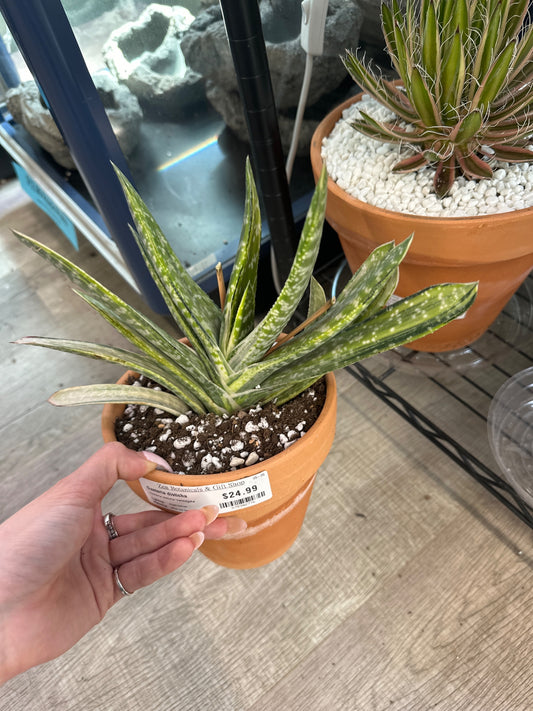 Gasteria disticha 'Varieagata' (#878302776)