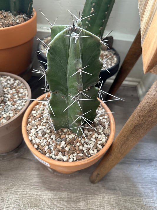 Stenocactus pruinosus (#911002547)