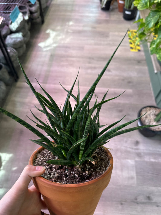 Sansevieria Fernwood (6") [ID #64396685416]