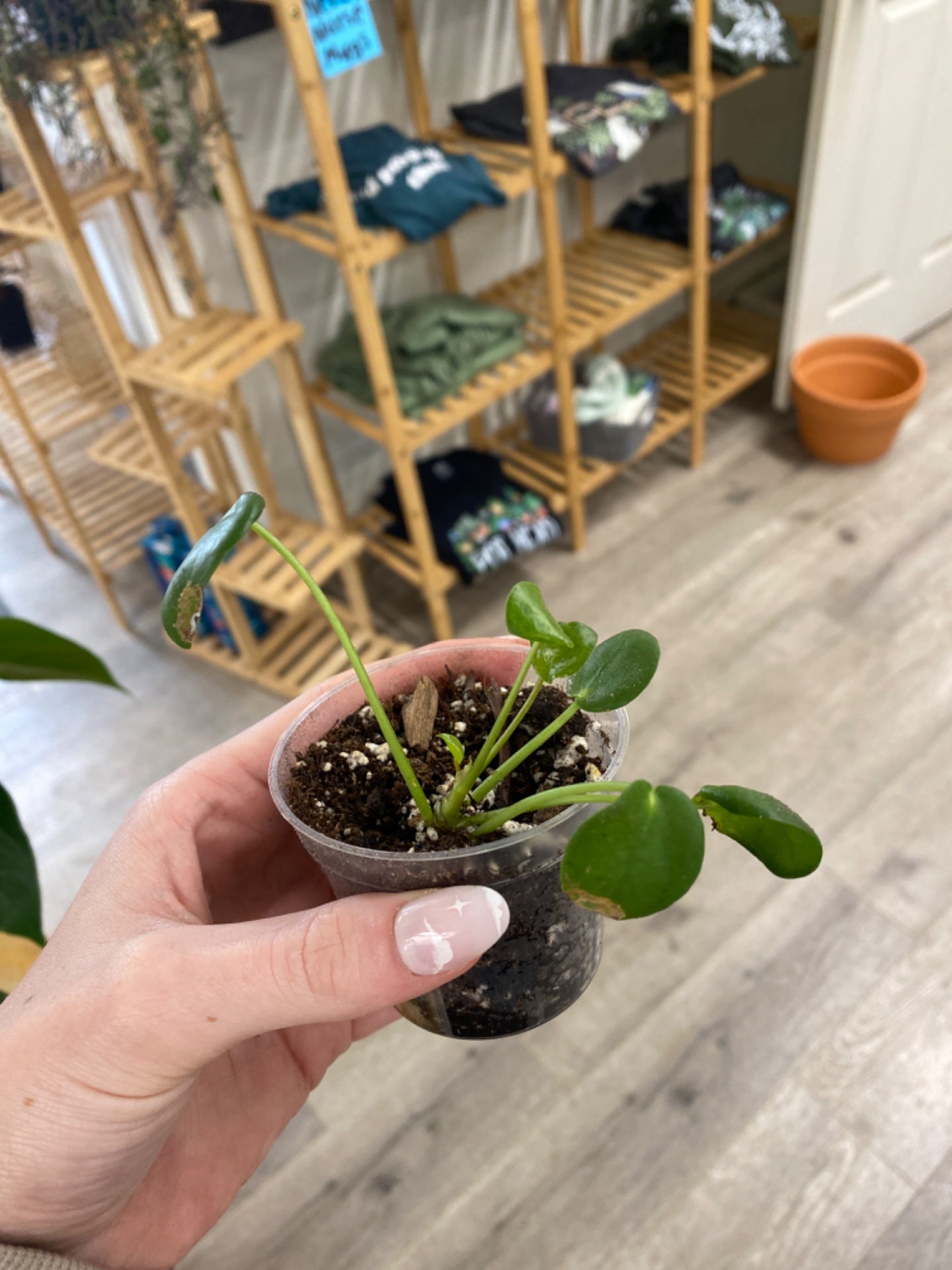 Pilea Peperomoides (2.75") [ID #35684381]