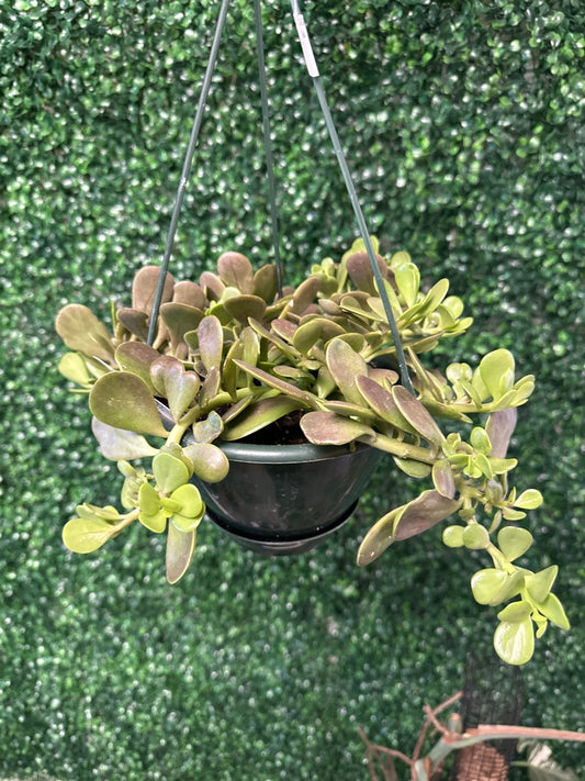 Senecio Jacobensii (#488081578)