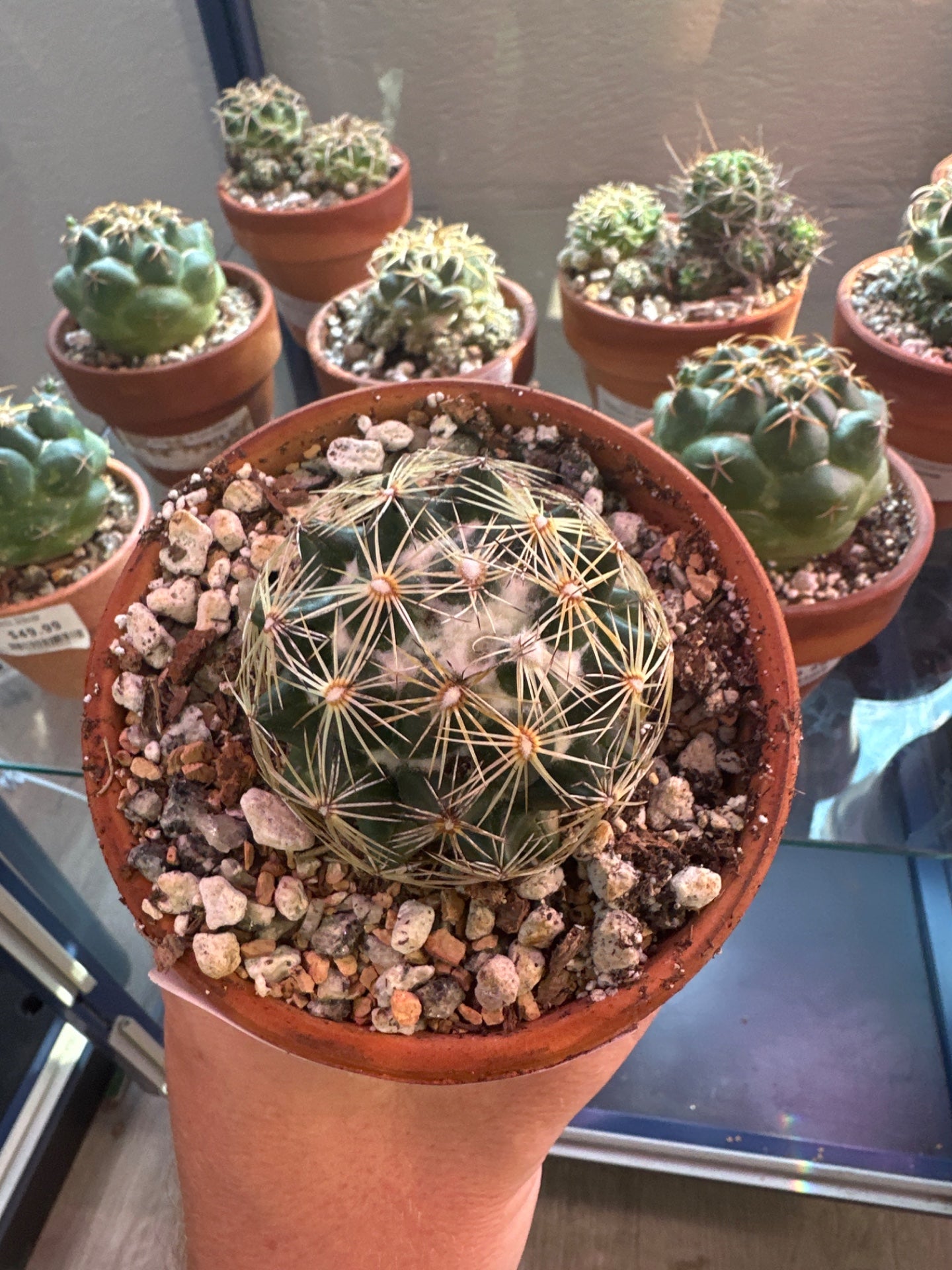 Coryphantha radians (4" Clay Pot) [ID #2922432]