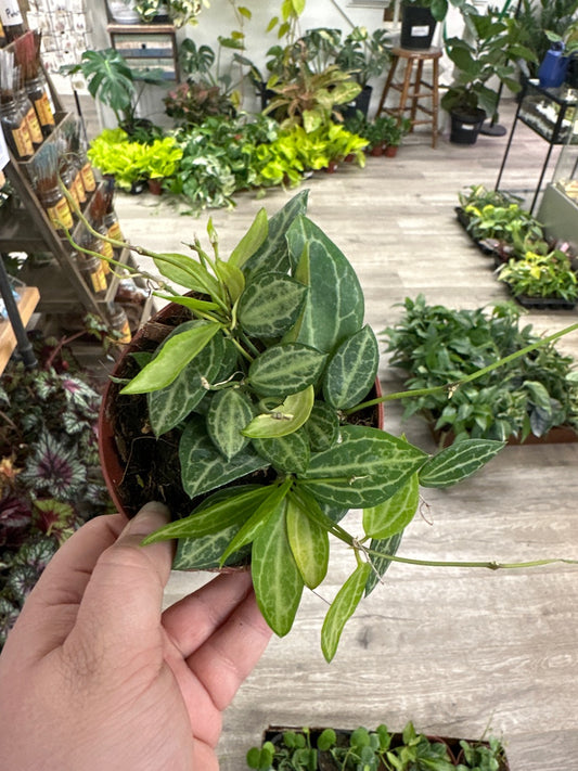 Dischidia cv. 'Melon' (#864610941)