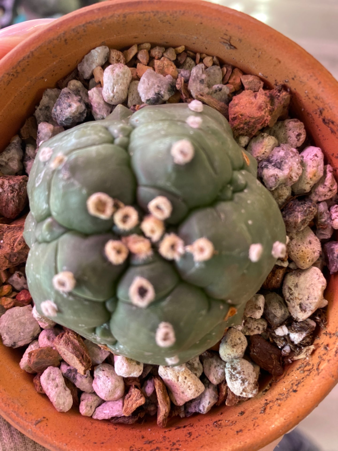 Astrophytum nudum kikko (3.5") [ID #84940500]