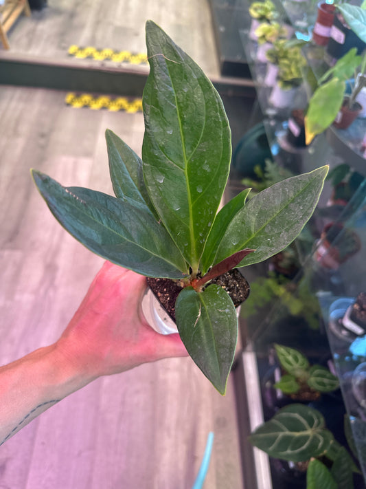 Anthurium cv. 'Red Flag' (#891133997)