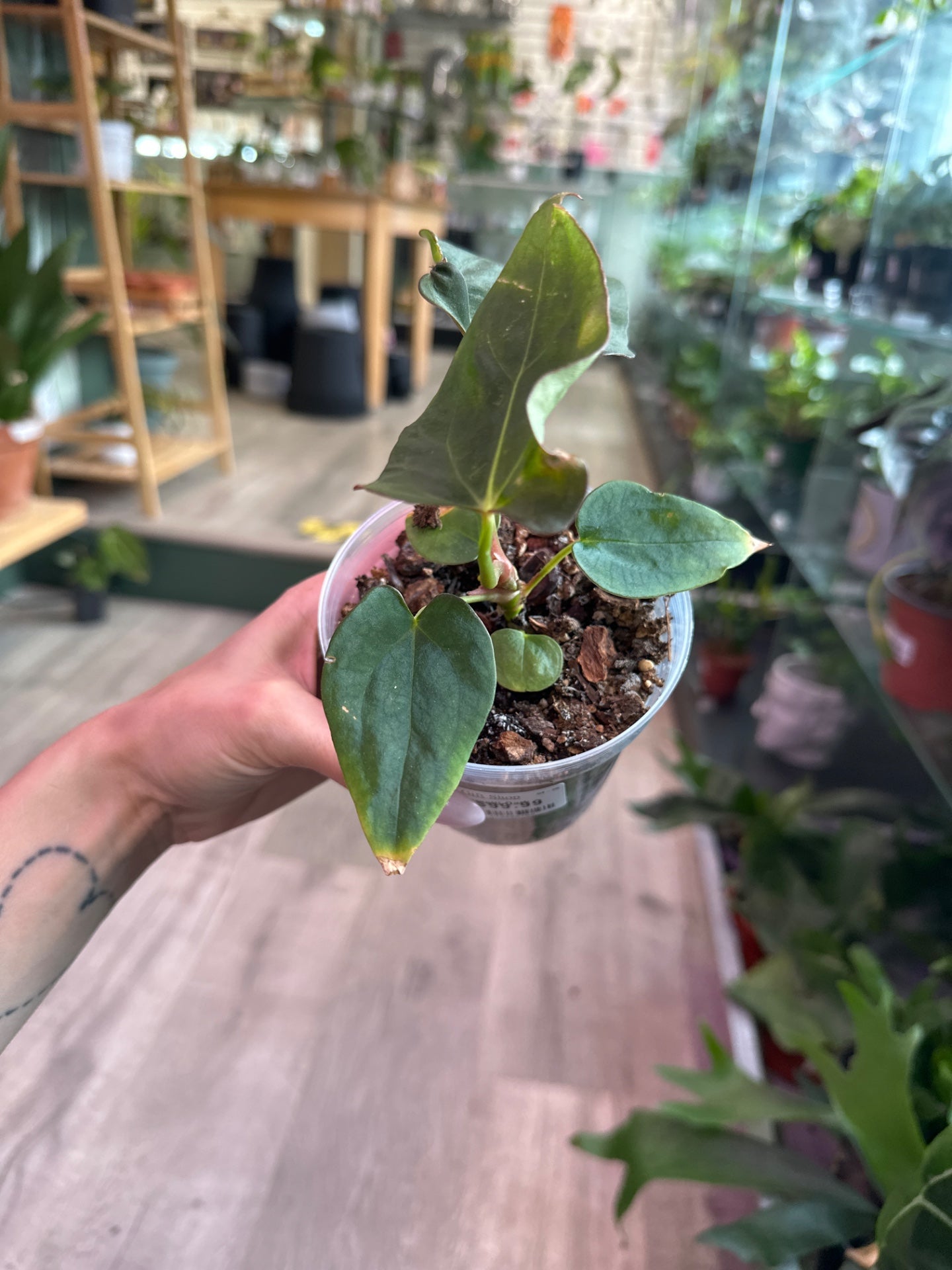 Anthurium FSRL x BVEP x Forgetti Dark (#612606768)