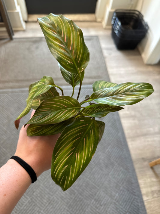 Calathea Beauty Star (4" Nursery Pot) [ID #20342145]