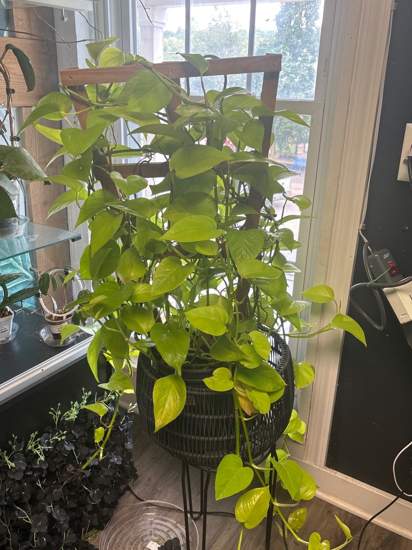 Epipremnum aureum 'Neon Pothos' (#962840722)
