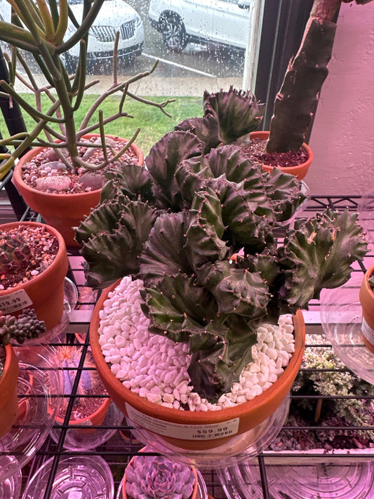 Euphorbia lactea crested (#903068114)