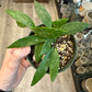 Hoya memoria/gracilis (4") [ID #46572034]