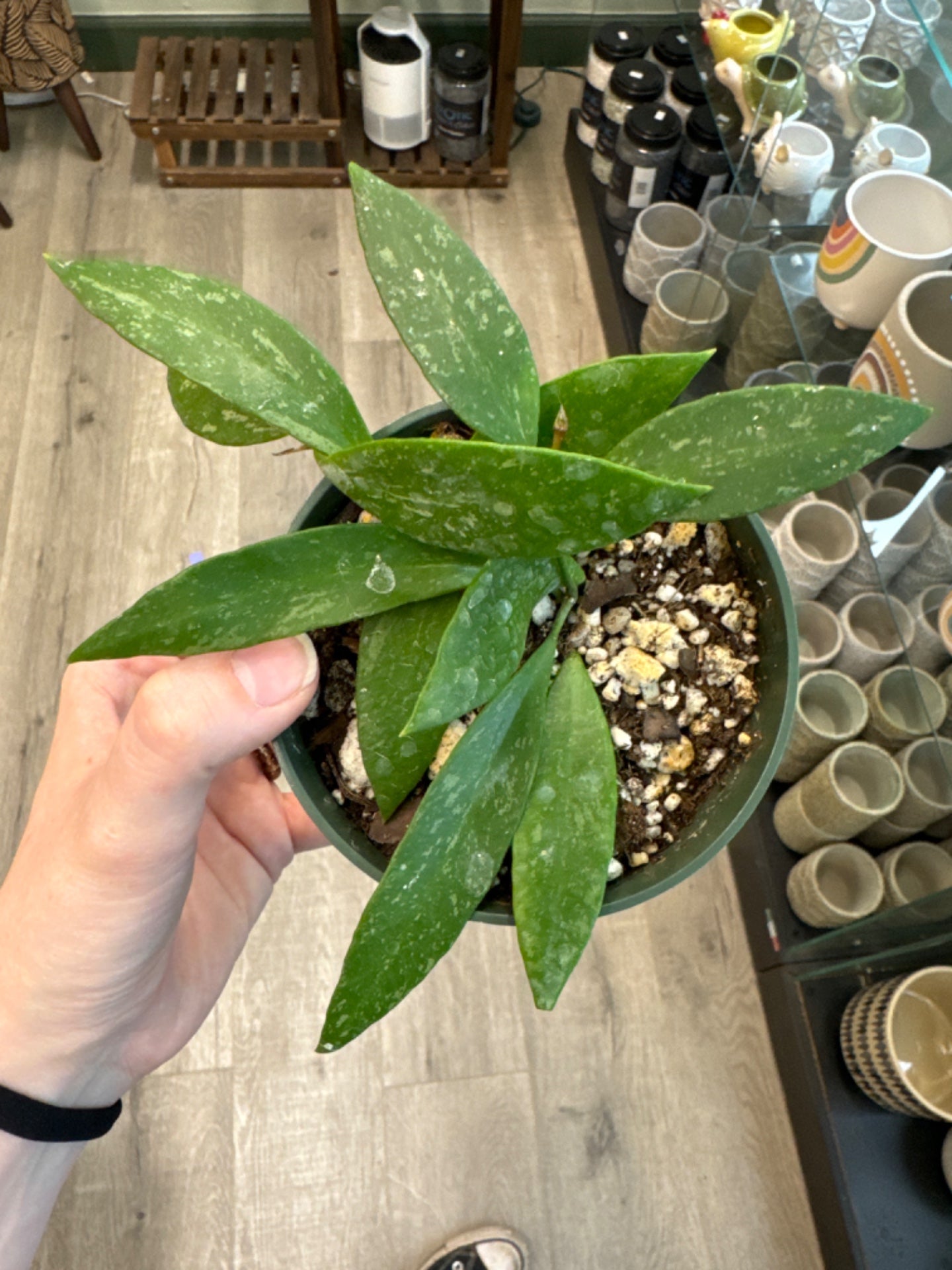 Hoya memoria/gracilis (4") [ID #46572034]