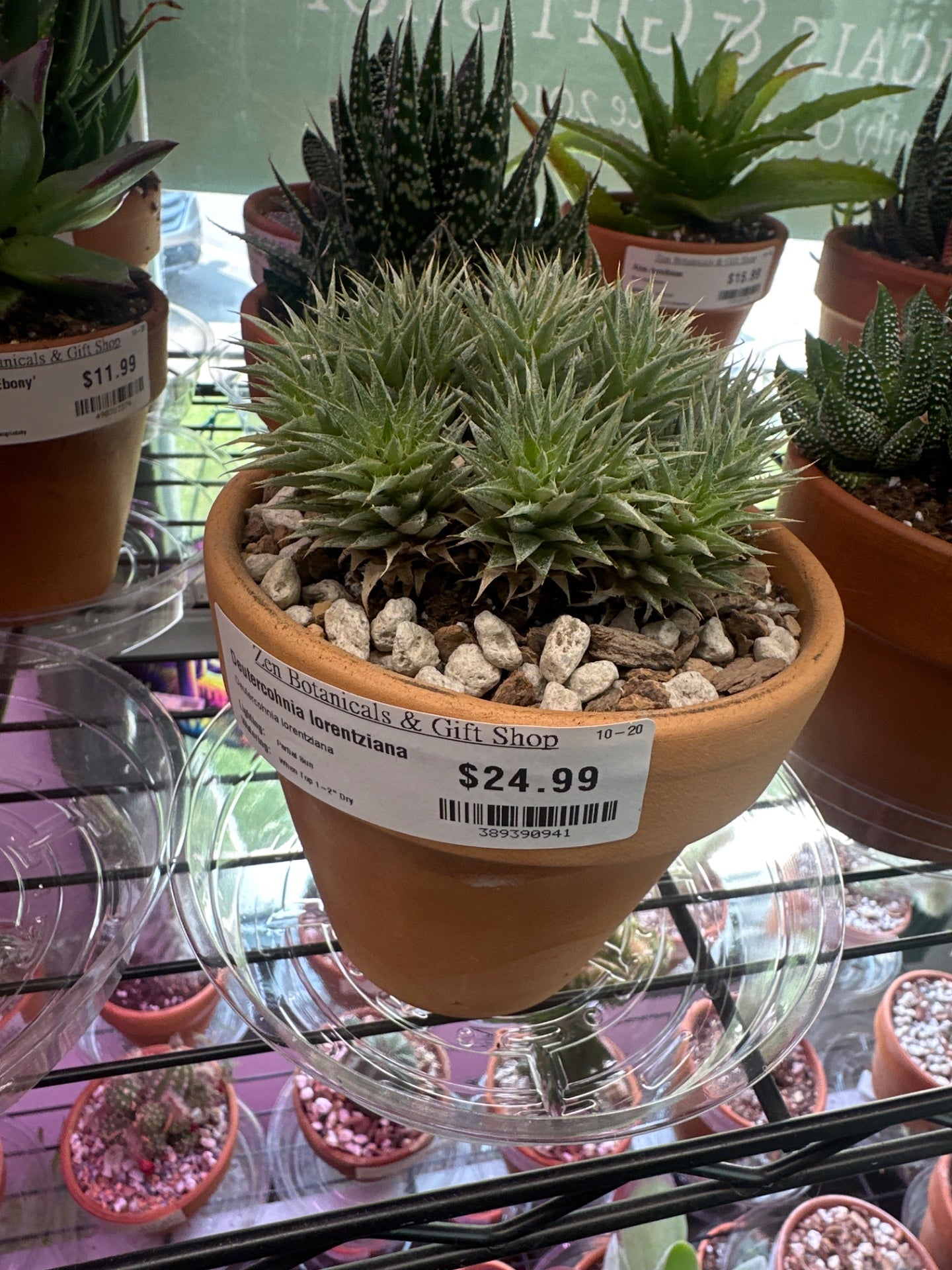 Deutercohnia lorentziana (#389390941)