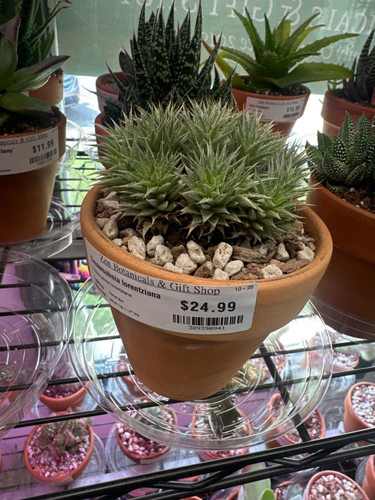 Deutercohnia lorentziana (#389390941)