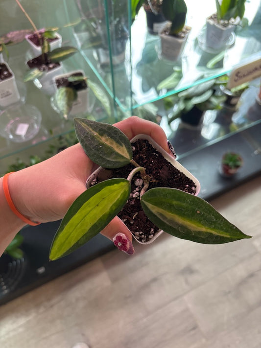 Hoya macrophylla 'Pot of Gold' (#373606941)