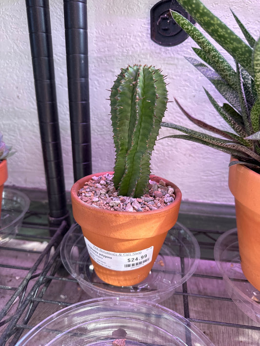 Euphorbia polygona (#609388774)