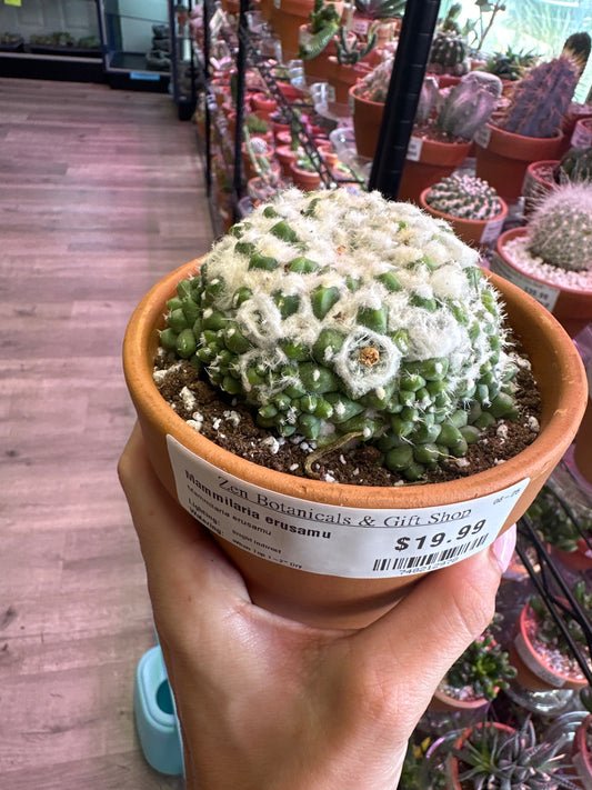 Mammilaria erusamu (#748212978)