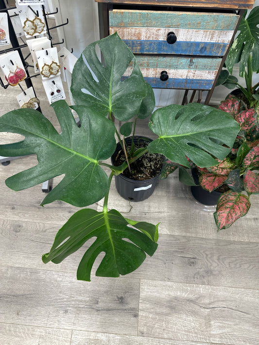 Monstera deliciosa (#833121866)