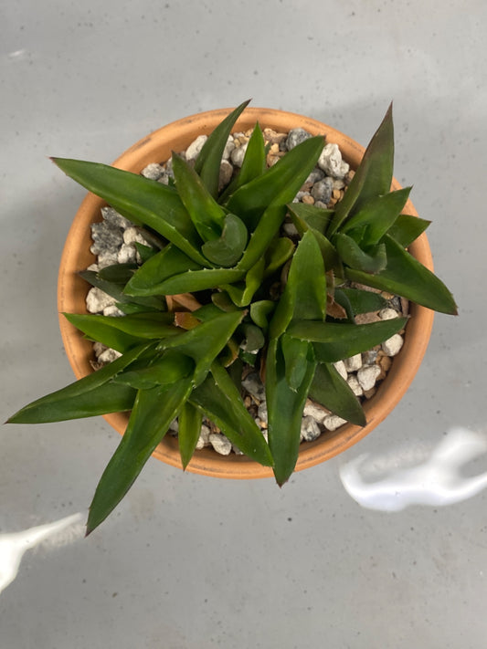 Haworthia pentagona (#133427083222)