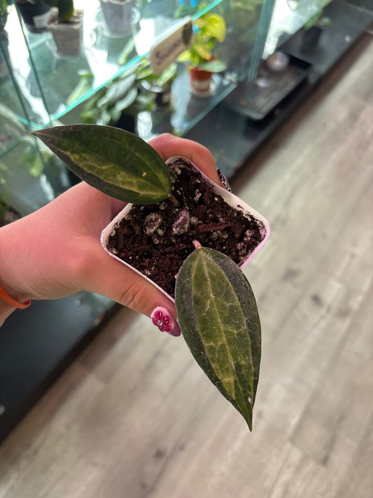 Hoya macrophylla 'Pot of Gold' (#646014216)