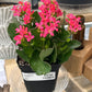 Kalanchoe Cv. (#704804301)