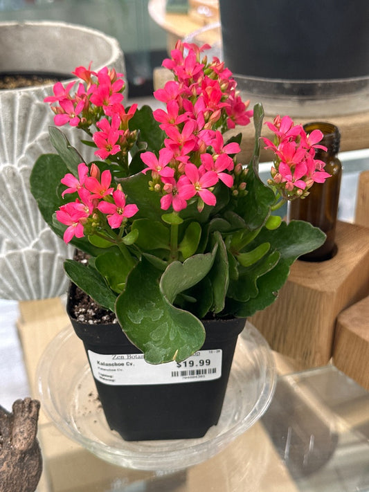 Kalanchoe Cv. (#704804301)