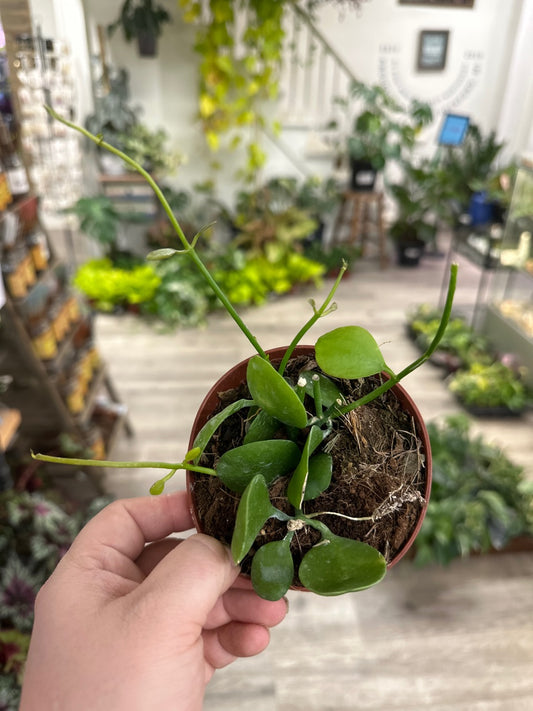 Dischidia cv. 'Imbricata' (#591022044)