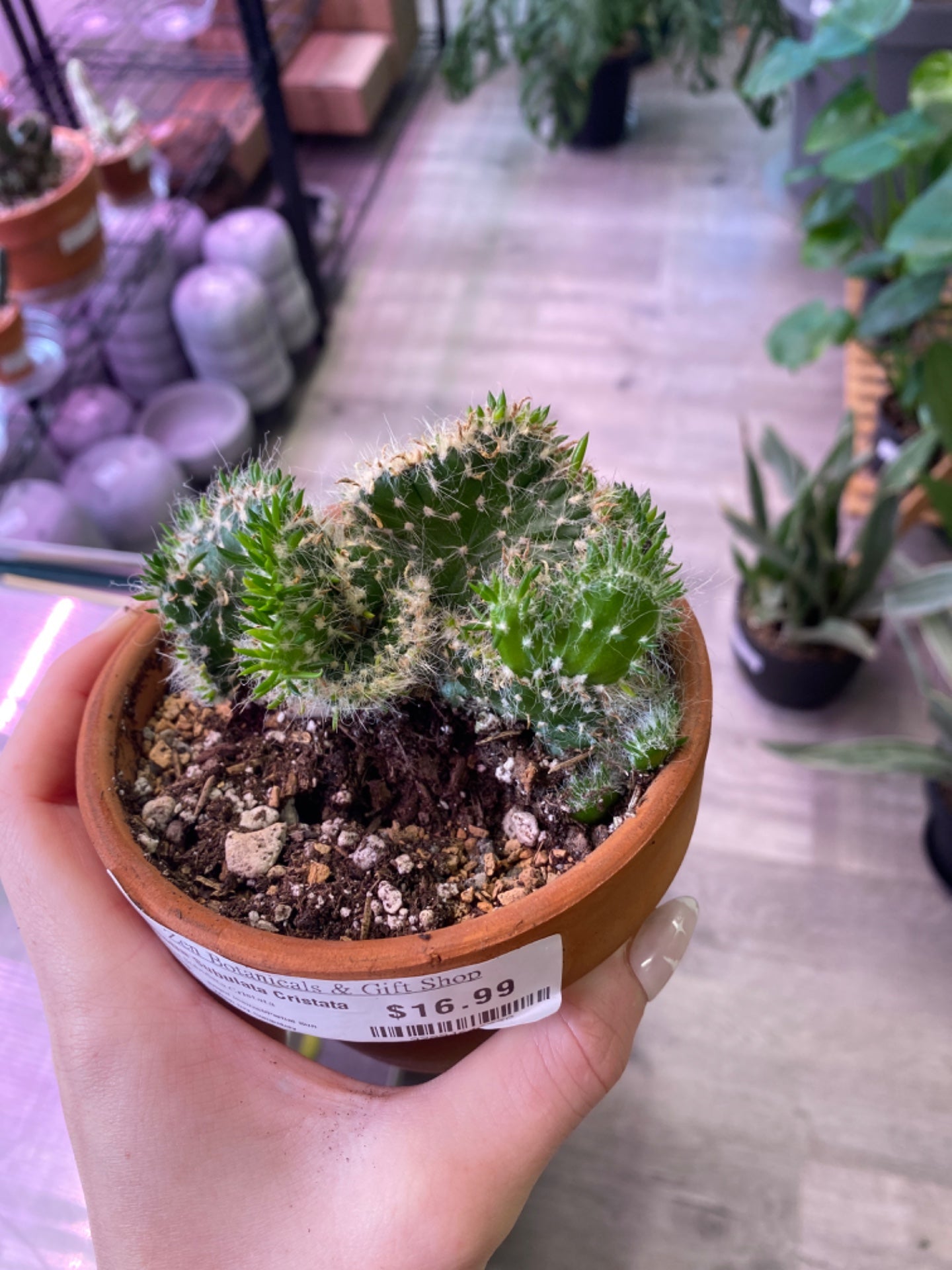 Opuntia Subulata Cristata (4") [ID #92894646330]