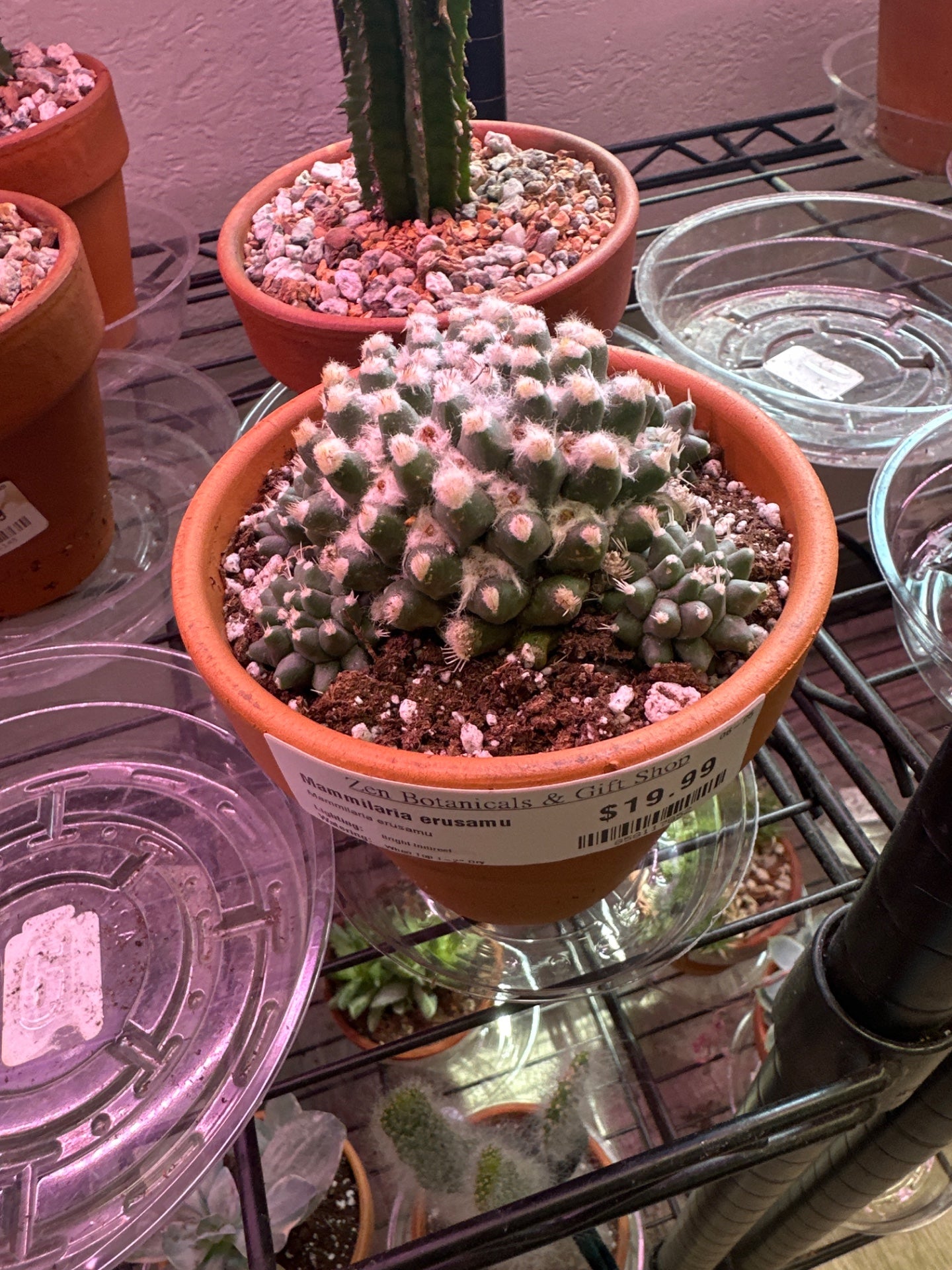 Mammilaria erusamu (#858117852)