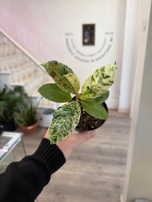 Ficus Cv. 'Shivereana' (#602598868)