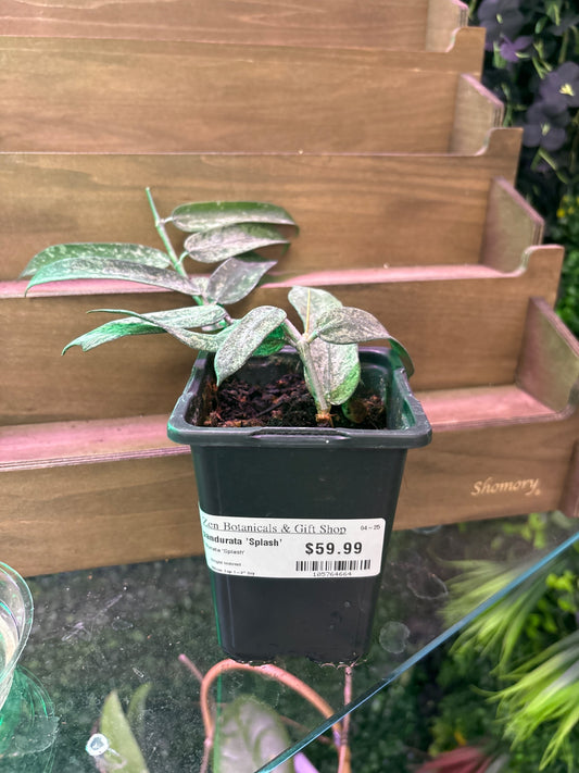 Hoya pandurata 'Splash' (#105764664)